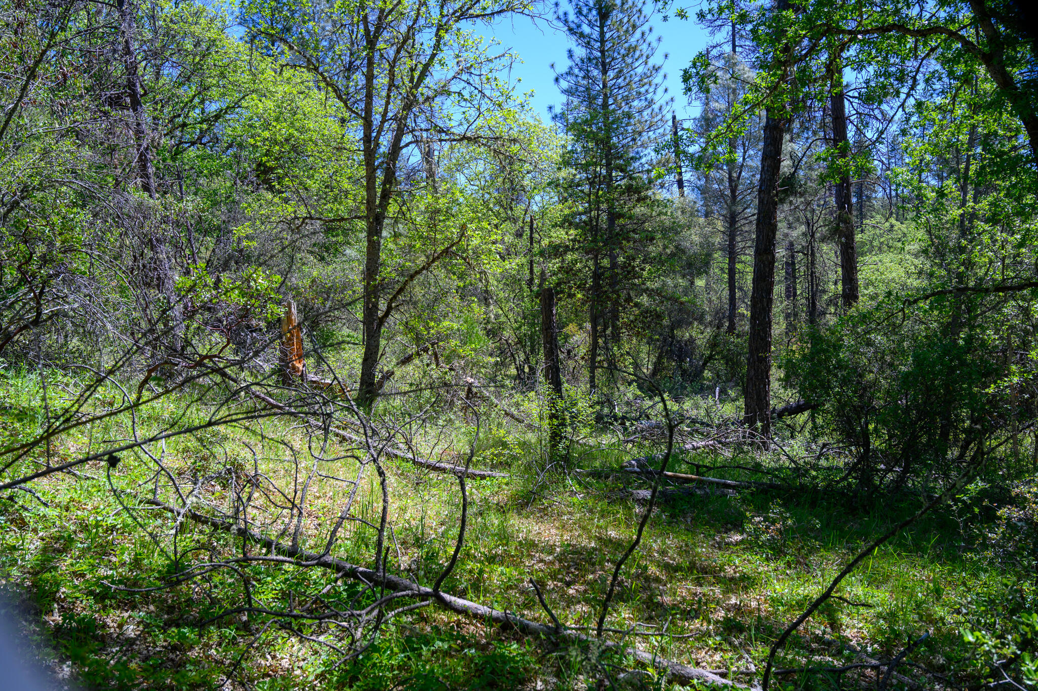230 Shasta Springs Road Weaverville, CA 96093 - Photo 22 of 23 a view of lake with green space