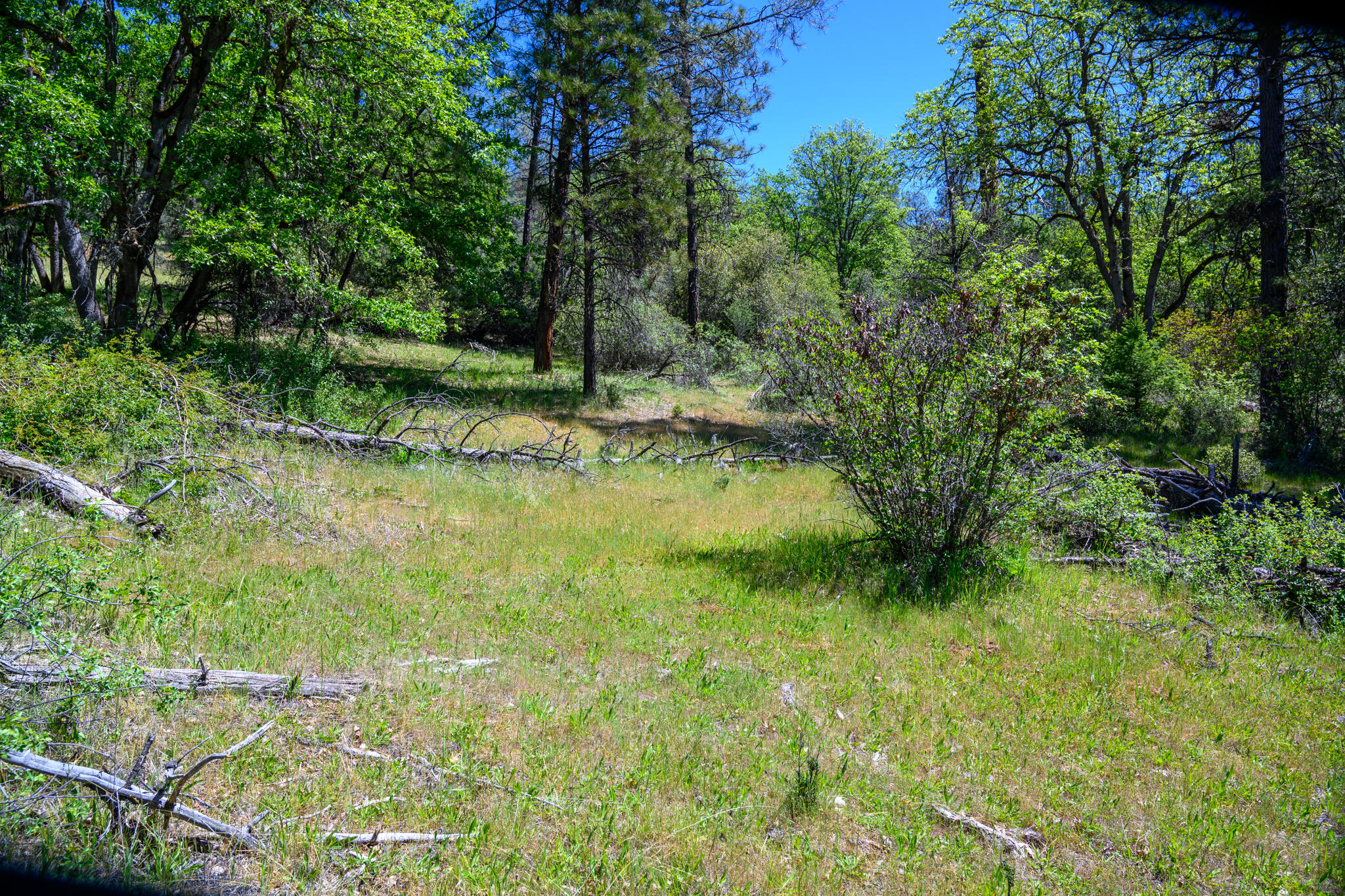 230 Shasta Springs Road Weaverville, CA 96093 - Photo 3 of 23 a view of a garden