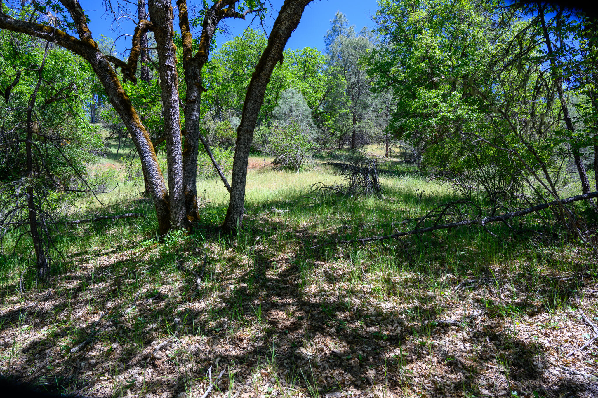 230 Shasta Springs Road Weaverville, CA 96093 - Photo 5 of 23 a view of outdoor space and green space