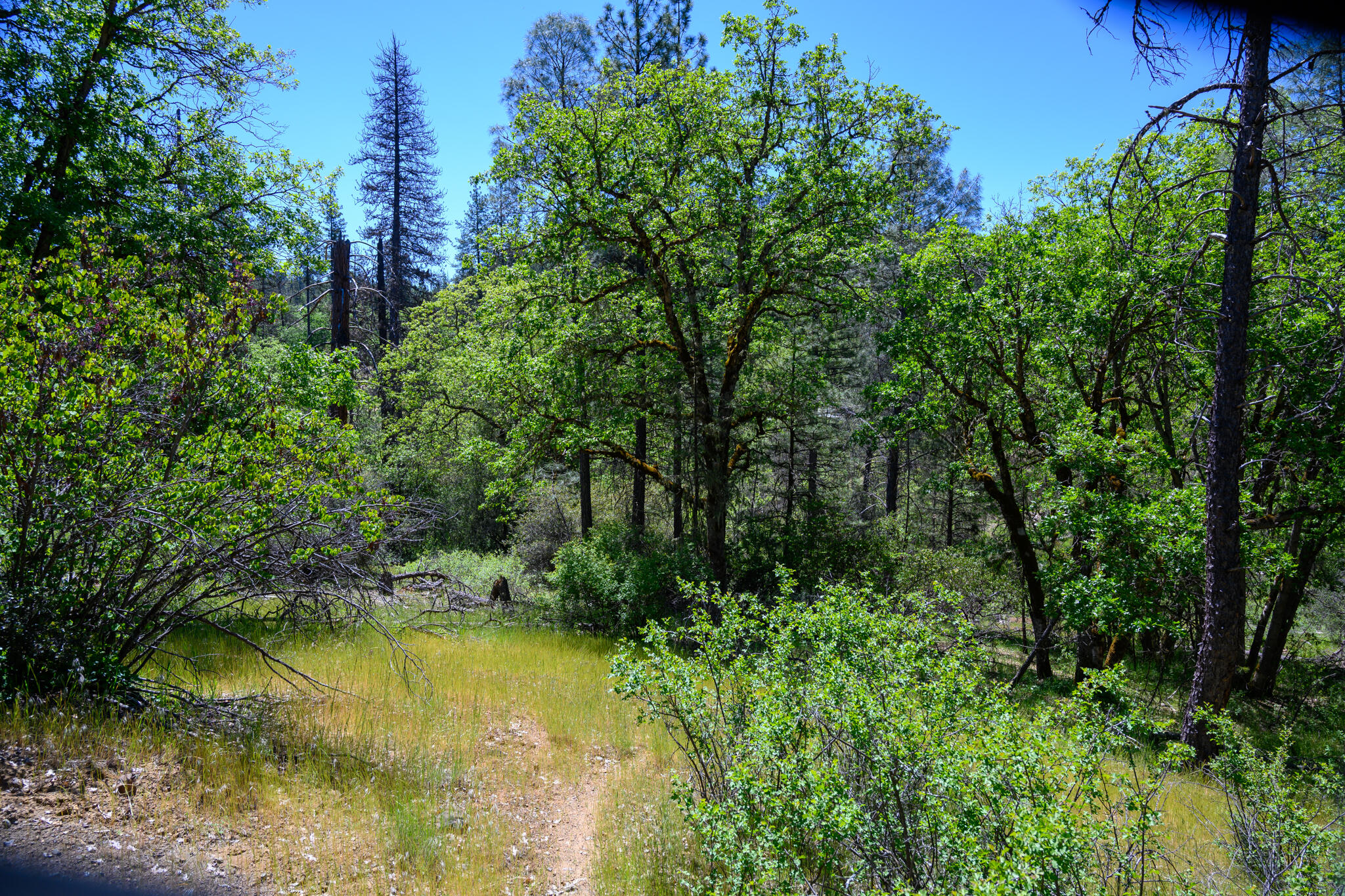 230 Shasta Springs Road Weaverville, CA 96093 - Photo 6 of 23 a view of swimming pool from a yard
