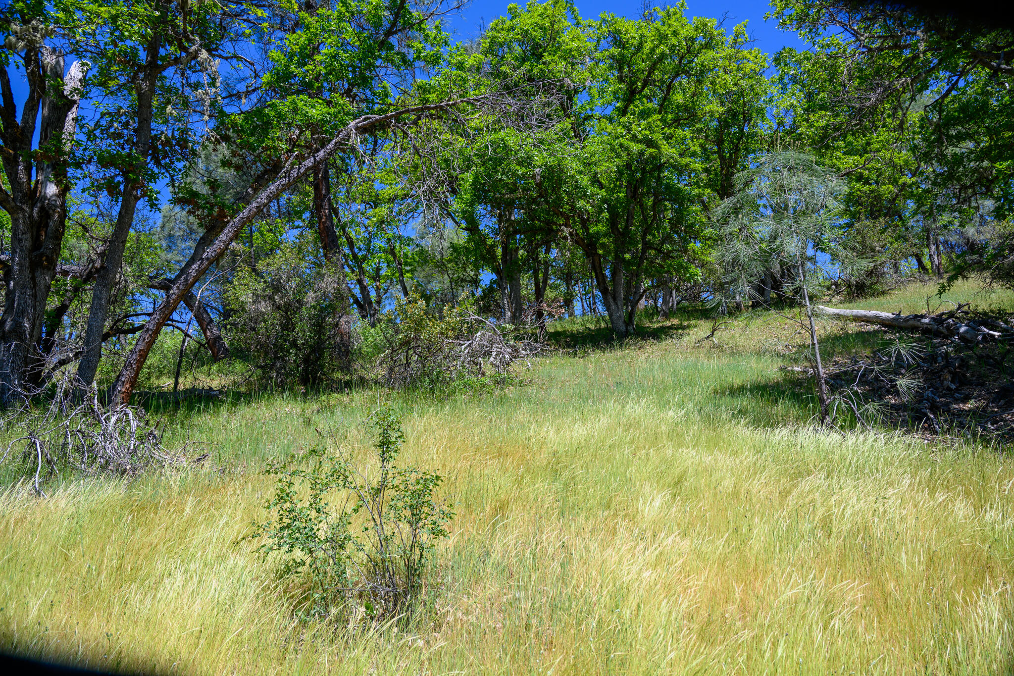 230 Shasta Springs Road Weaverville, CA 96093 - Photo 7 of 23 a view of a lake view