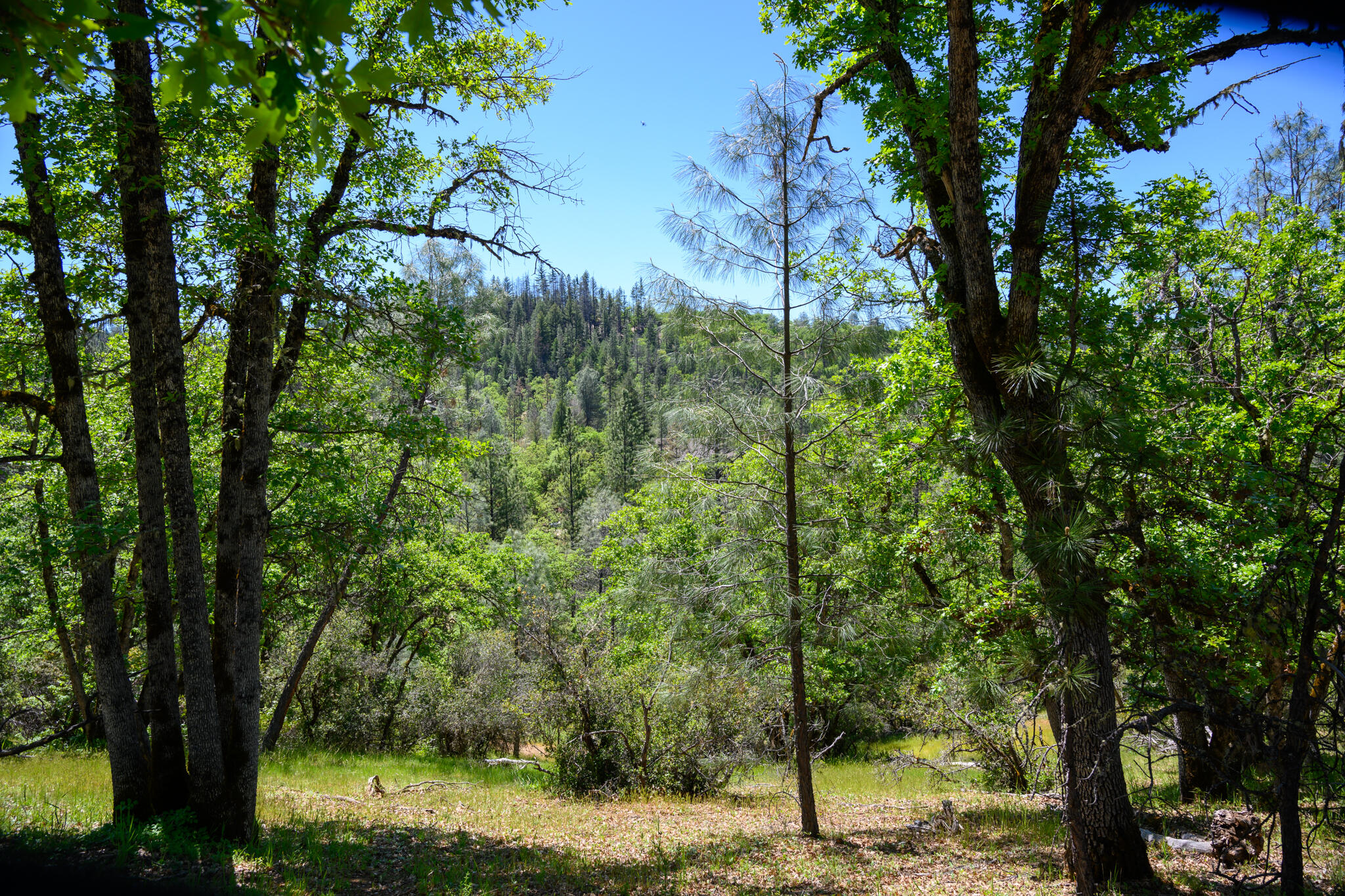 230 Shasta Springs Road Weaverville, CA 96093 - Photo 9 of 23 a view of a forest filled with trees