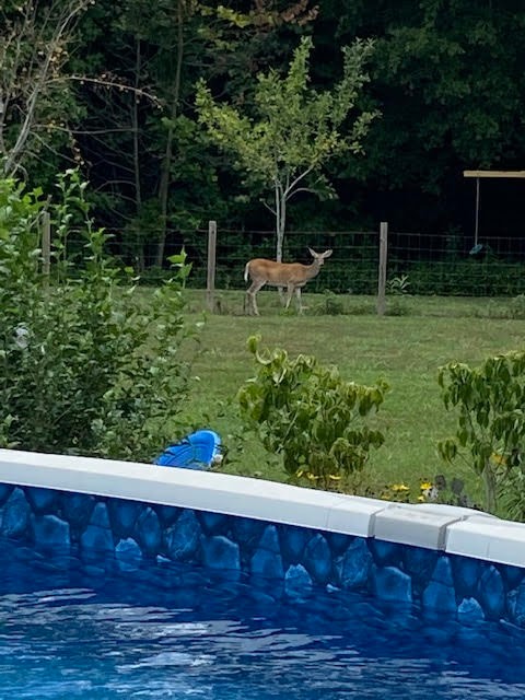 95 Floyd Lane Decherd, TN 37324 - Photo 60 of 65