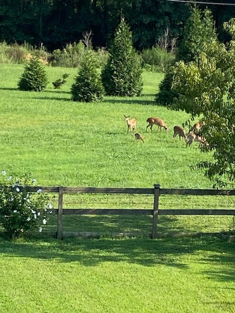 95 Floyd Lane Decherd, TN 37324 - Photo 61 of 65