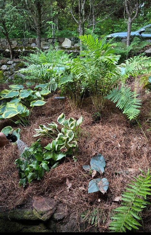 733 Wyanoak Road Highlands, NC 28741 - Photo 8 of 28 Landscape plantings.