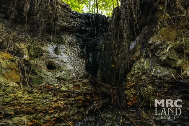 a close up of a plant in a garden