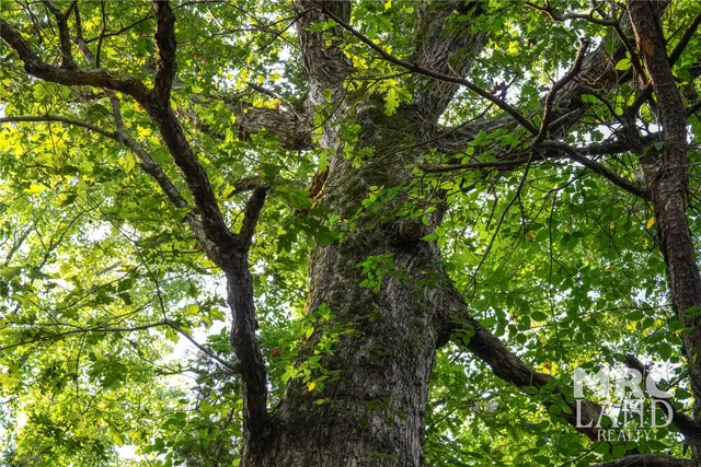 a close view of shower curtain