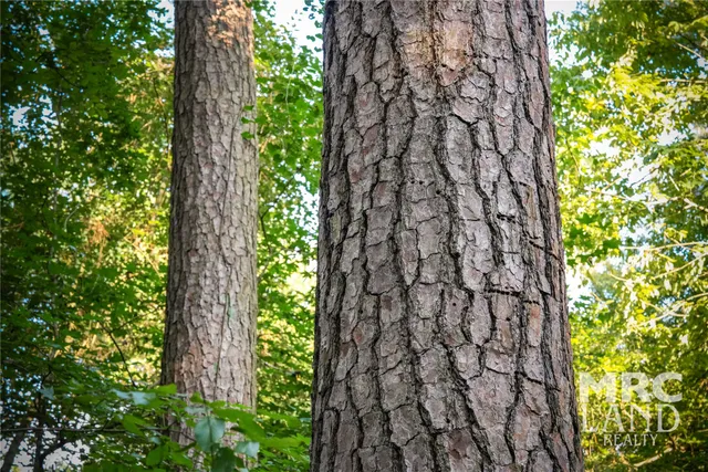 a bathroom with a shower curtain