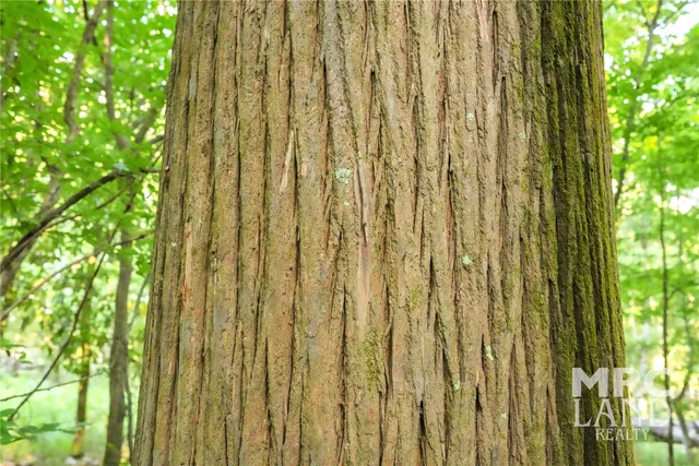a view of a tree in a yard