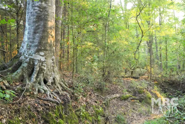 a view of a yard with a tree