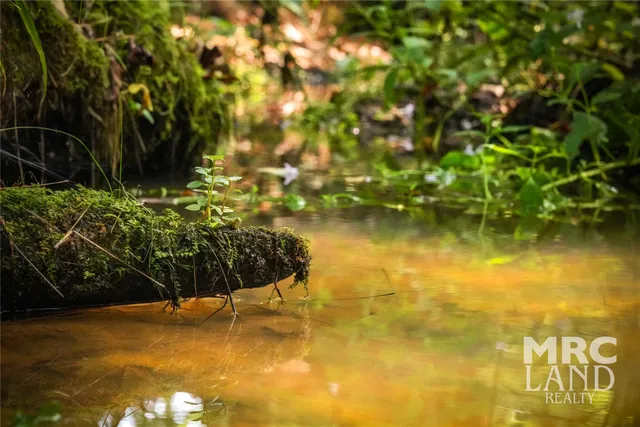 a close up of a tree