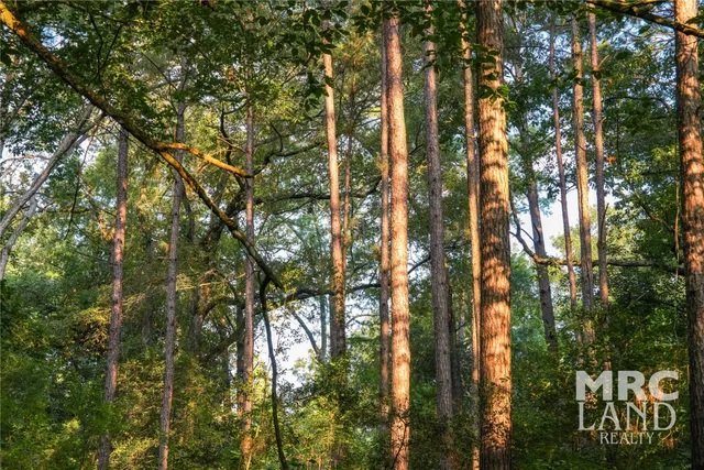 a close up of a plant in a garden