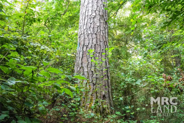 a view of a close up of a plant