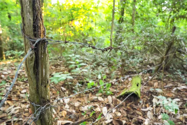 a view of a forest with trees in the background