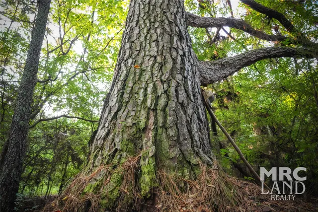 a close up of a plant