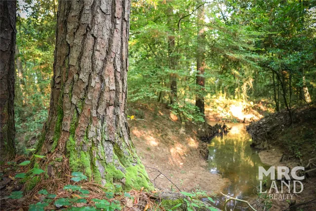 a close up of a plant