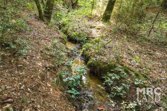 a view of a lot of trees
