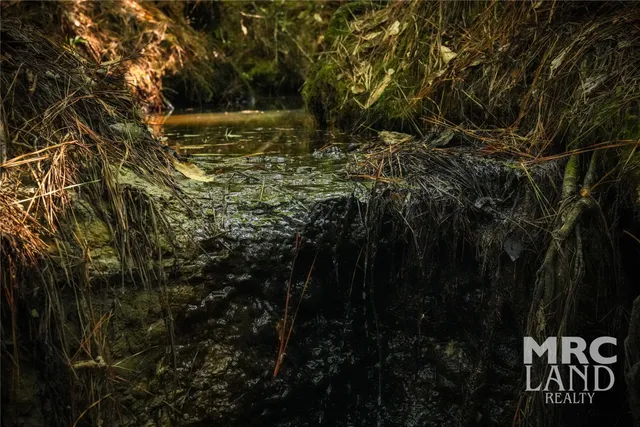 a backyard of a house with lots of trees