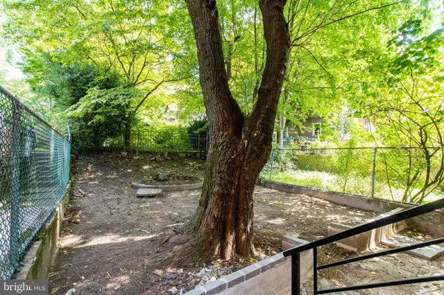a view of a yard with large trees