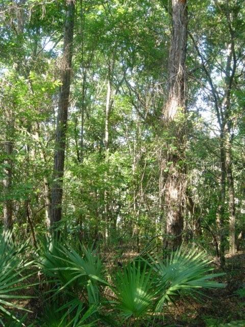 0 Tamarac Road Marianna, FL 32448 - Photo 8 of 11 a view of a lush green forest