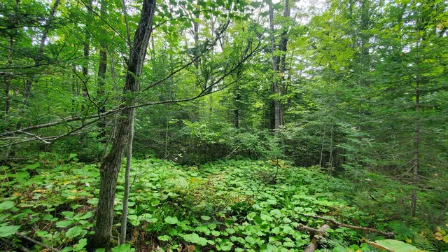 $36,000 | 0 Brook Road, Chelsea, VT 05038