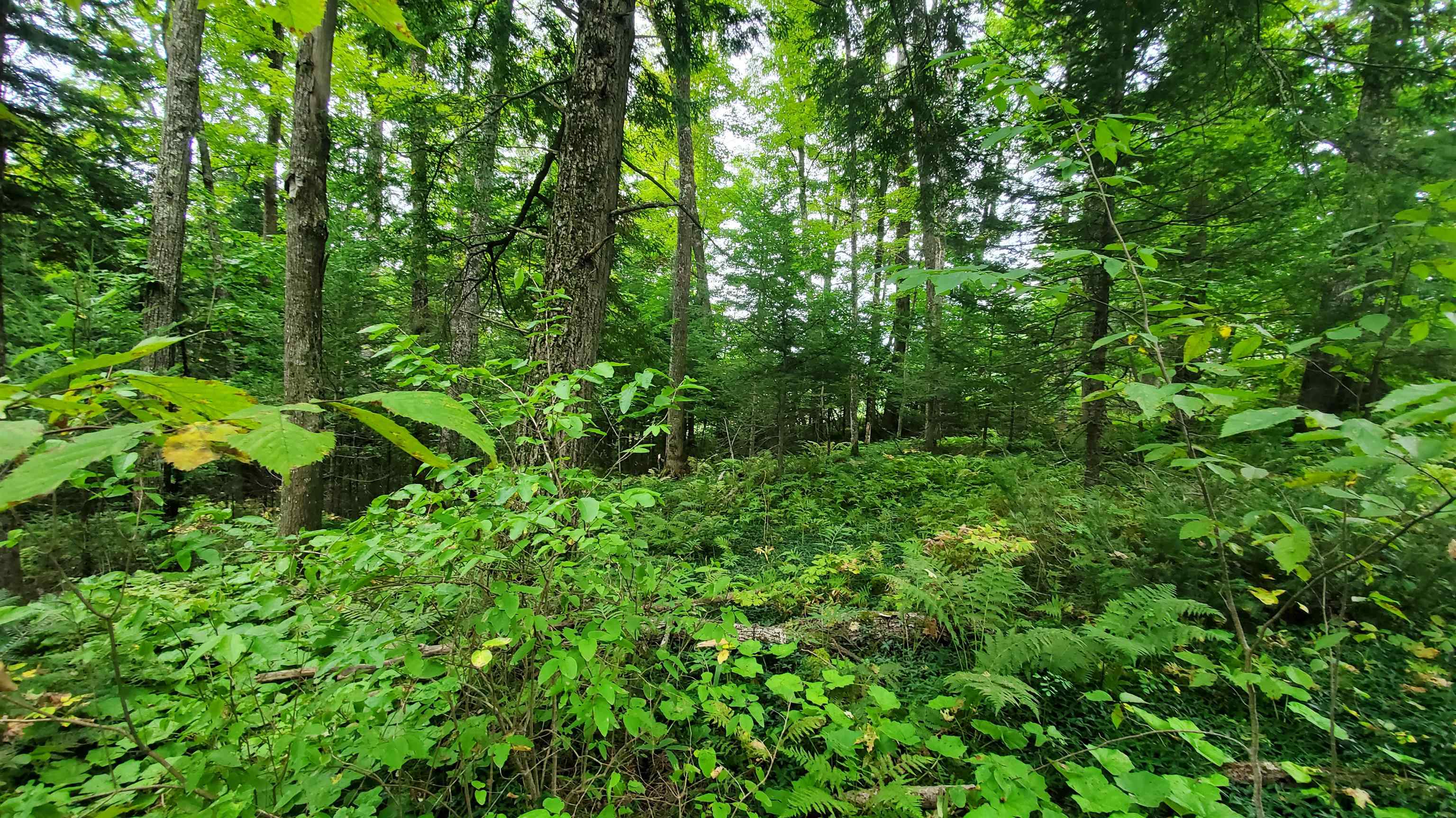 0 Brook Road Chelsea, VT 05038 - Photo 17 of 17