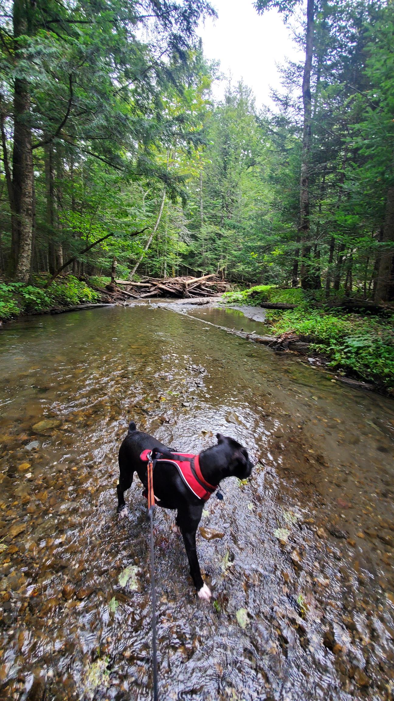 0 Brook Road Chelsea, VT 05038 - Photo 5 of 17