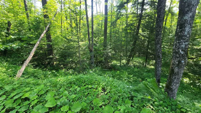 $36,000 | 0 Brook Road, Chelsea, VT 05038