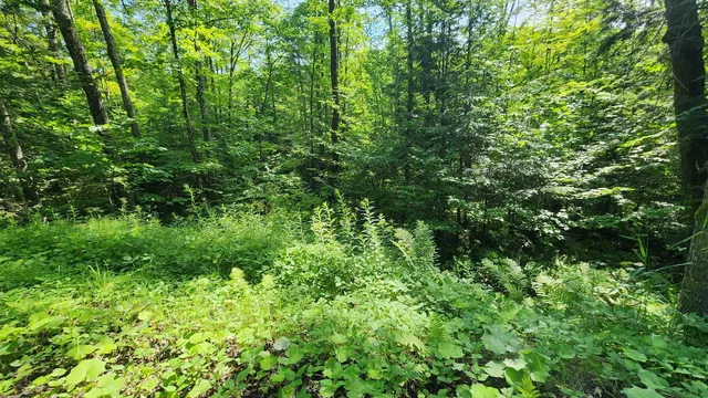 $36,000 | 0 Brook Road, Chelsea, VT 05038