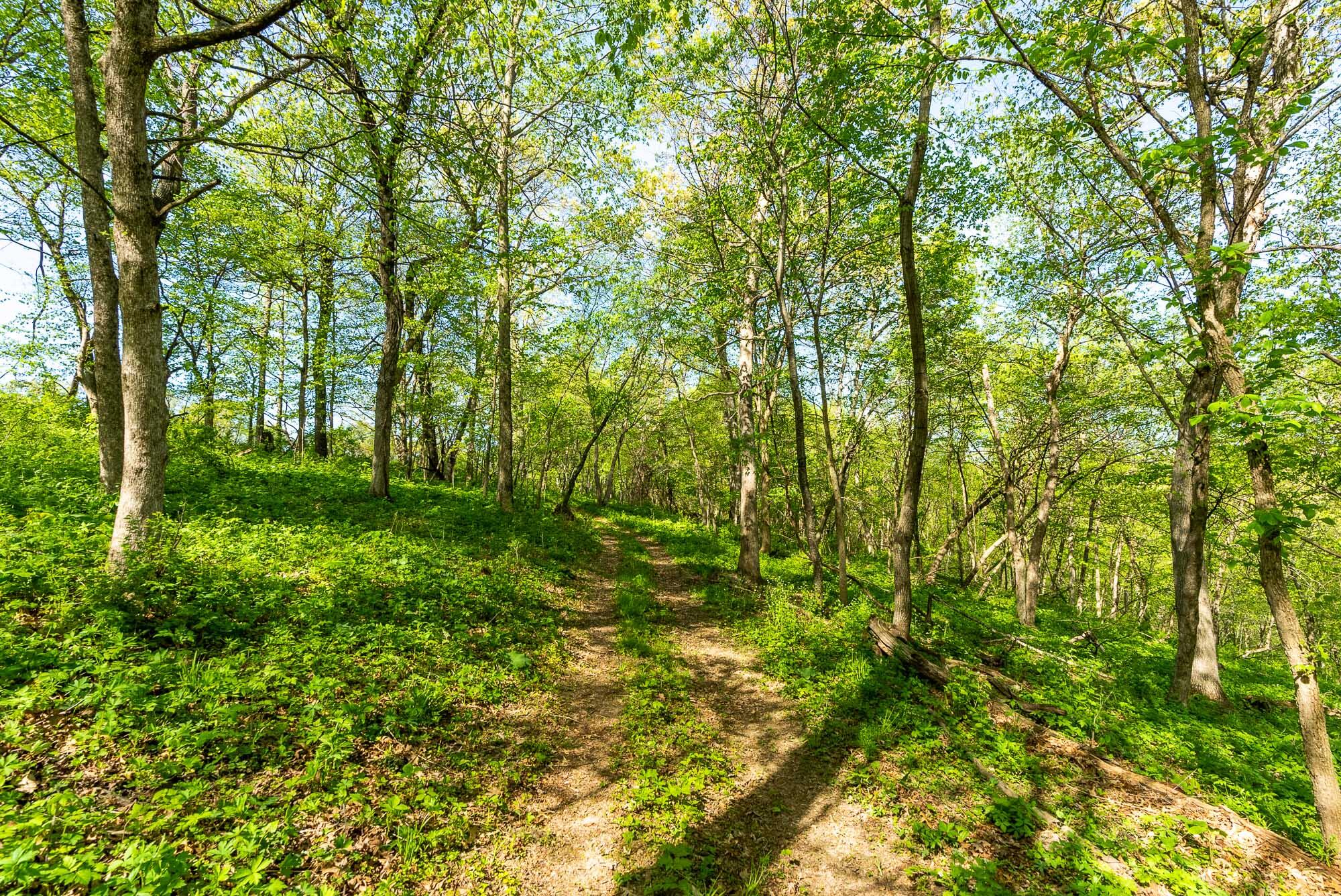 15999 Biba Road Muscoda, WI 53573 - Photo 63 of 103 Grant-County-WI-160-Acres-Land-For-Sale-