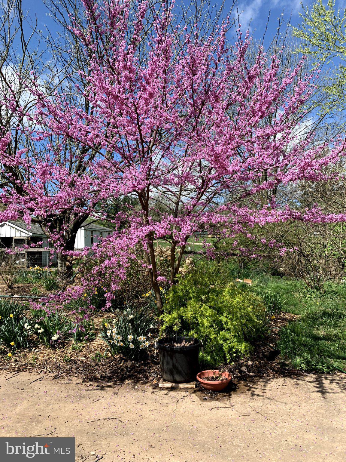 15010 Rolling Ridge Road Haymarket, VA 20169 - Photo 60 of 61 Blossoming beauty in vibrant spring hues.
