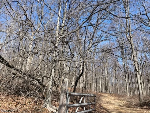 a view of a backyard with large trees