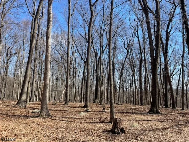 a backyard of a house with lots of trees