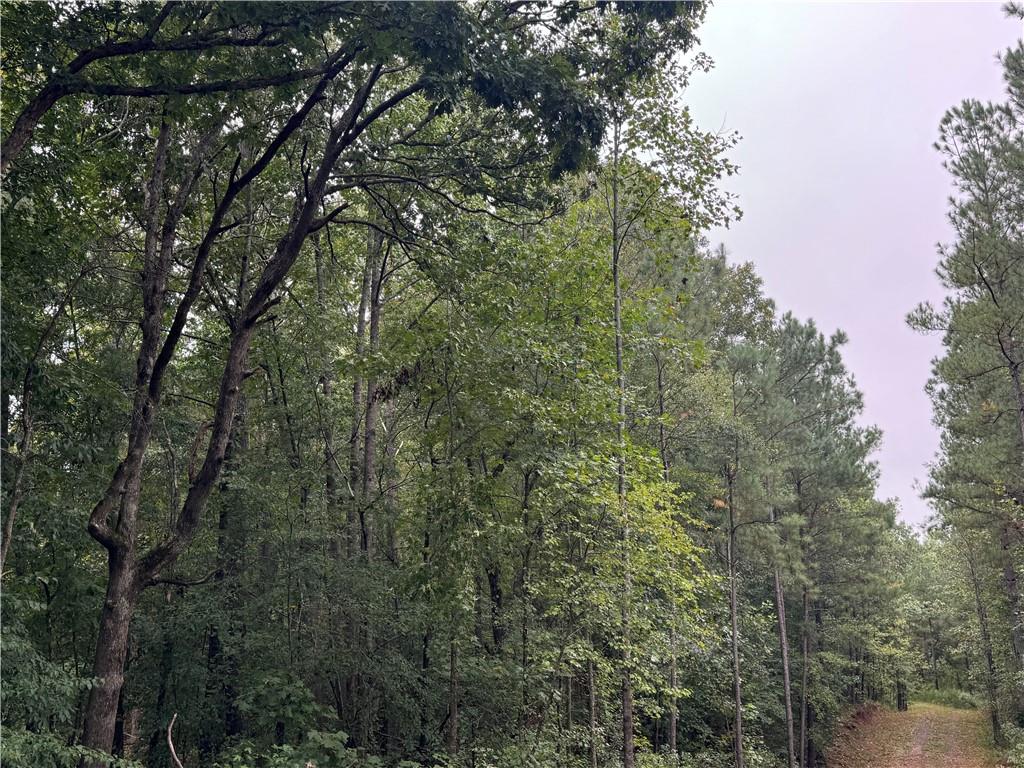 a view of a forest with trees in front of it