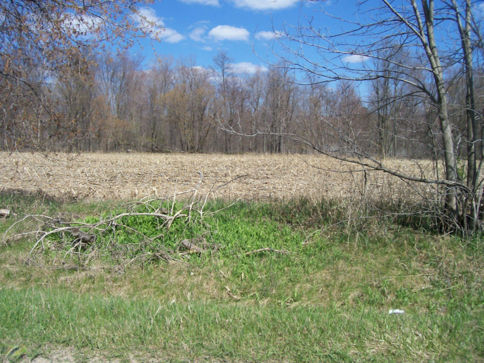 1 South Derby Road East Sidney, MI 48885 - Photo 1 of 3 gingers pictures 029