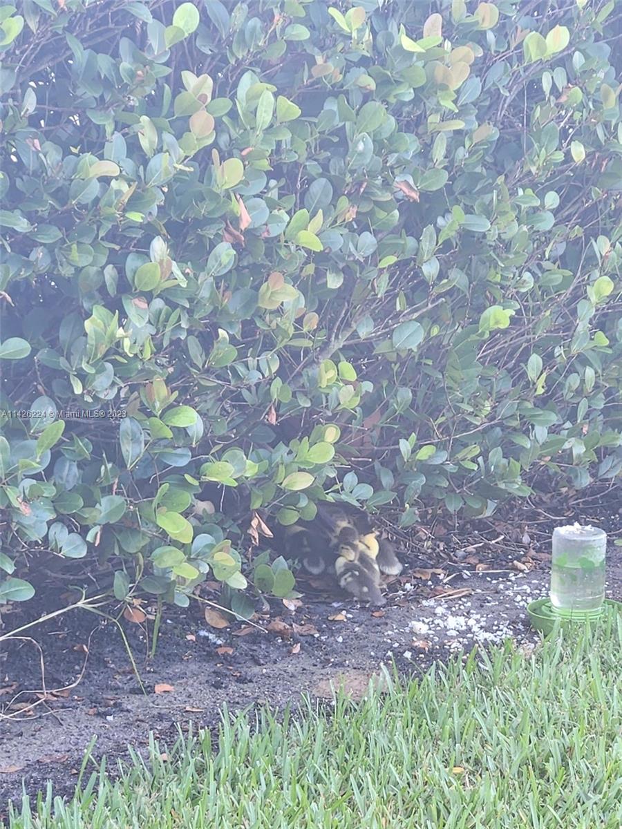 Miami-Dade County Miami, FL 33167 - Photo 8 of 18 a backyard of a house