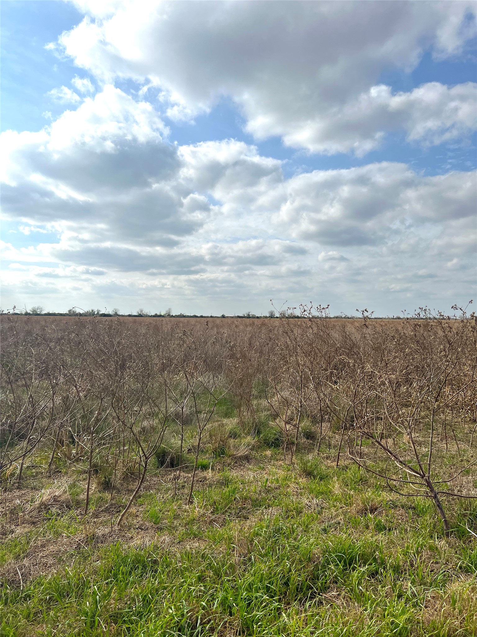 Tbd Lot 2 Tbd Road Eagle Lake, TX 77434 - Photo 8 of 24 Expansive open land featuring a mix of green grass and dry vegetation under a broad sky with scattered clouds