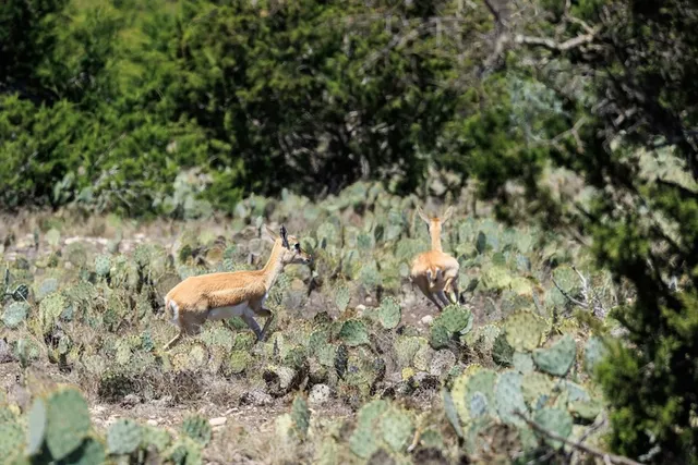 a view of a large yard with lots of bushes