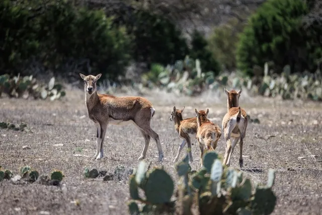 a view of city and mountain
