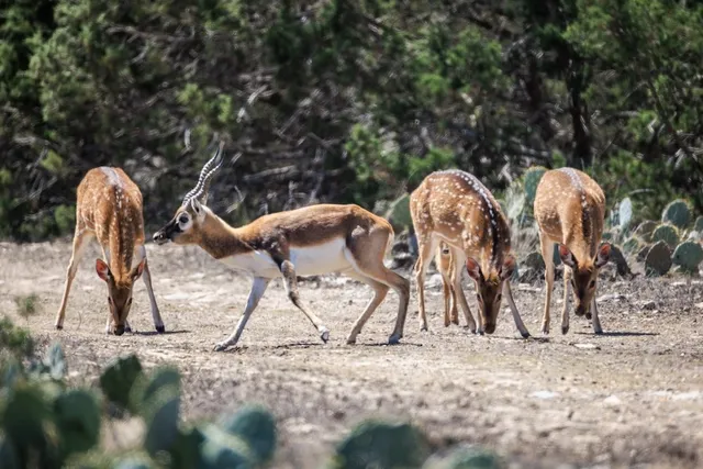 a backyard of a house with barbeque oven table and chairs