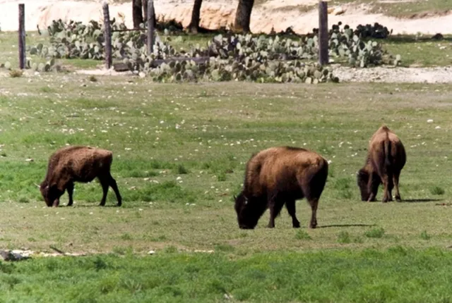 a view of yard and mountain in the yard