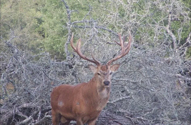 a view of a dry yard with large trees