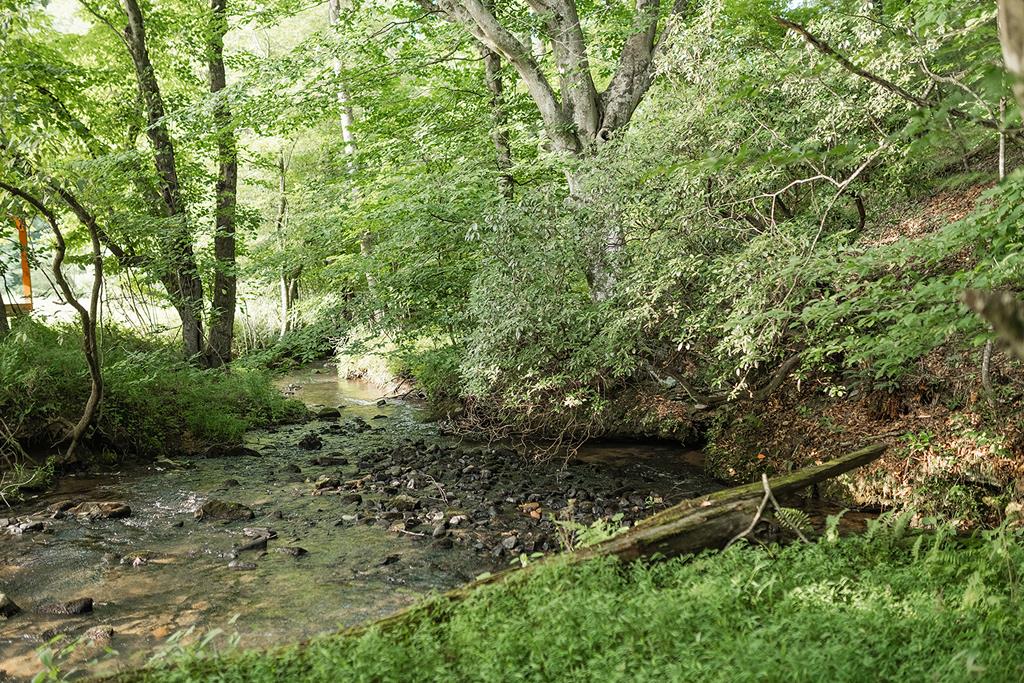 328 Black Ankle Creek Road Cherry Log, GA 30522 - Photo 82 of 103 a backyard of a house with lots of green space