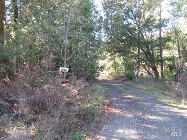 a view of a forest with trees in the background