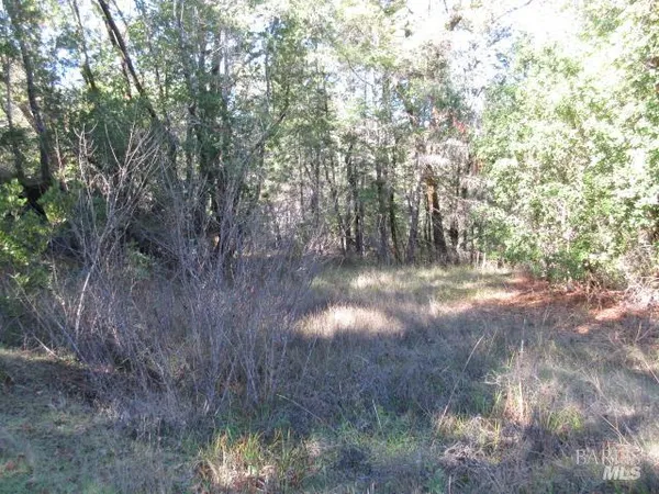 a view of forest with trees