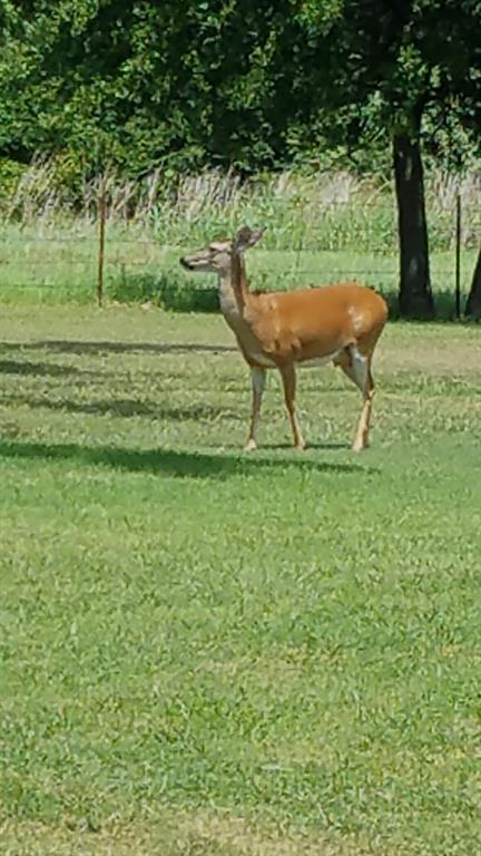 2400 Springfield Road Springtown, TX 76082 - Photo 29 of 31
