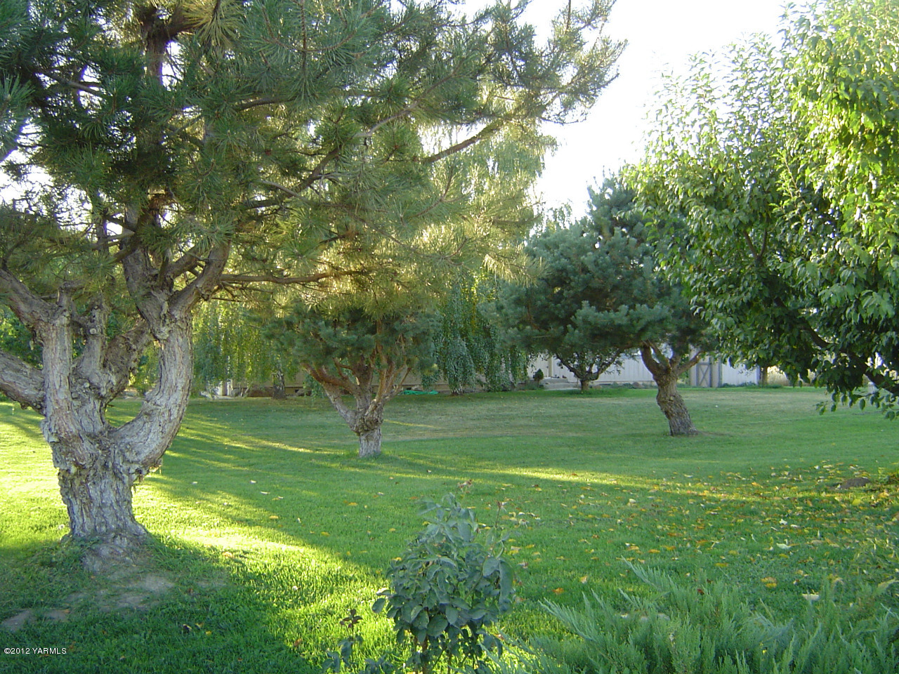 2810 Birchfield Road Yakima, WA 98901 - Photo 8 of 14 a green field with lots of trees