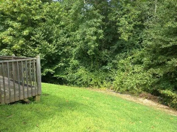 a view of a backyard