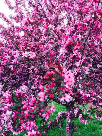 a view of a bunch of flowers