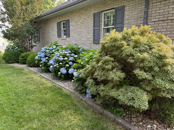 a bunch of flowers in front of house